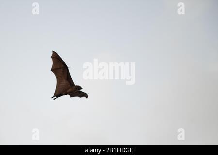 Indischer fliegender Fuchs (Pteropus giganticus) in der Dämmerung über Chennai, Tamil Nadu, Indien im Flug. Stockfoto