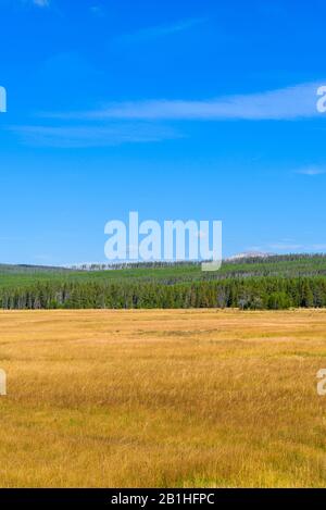 Goldene Felder mit grünen bewaldeten Hügeln unter einem blauen Himmel mit weißen Wolken. Stockfoto