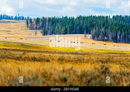 Goldene und gelbe Felder mit grünen Kiefernwäldern unter bewölktem Himmel. Stockfoto