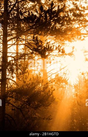 Gelbes Sonnenlicht, das morgens durch nebeligen Wald schält. Stockfoto