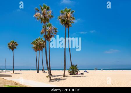 Palmen am Strand von Venedig am sonnigen Tag, Los Angeles, Kalifornien Stockfoto