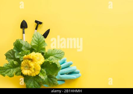Gelbe Gerbera, Schaufel, Gartenmaut auf Gelb. Ansicht von oben. Gartenkonzept. Kopierbereich. Stockfoto