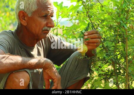 Bauer kontrolliert und kontrolliert Granatapfel auf dem Baum. Konzepte des nachhaltigen Lebens, der Arbeit im Freien, des Kontakts mit der Natur, des gesunden Essens Stockfoto