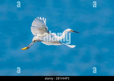 Kleiner Egrette (Egreta thula), der über den Balboa Lake Park CA USA fliegt Stockfoto