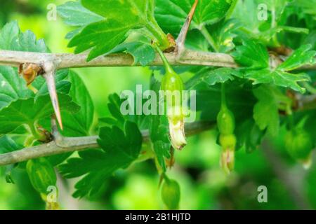 Junge Stachelbeere Bush im Frühjahr. Auf den Ästen von vielen kleinen Grüns Stockfoto