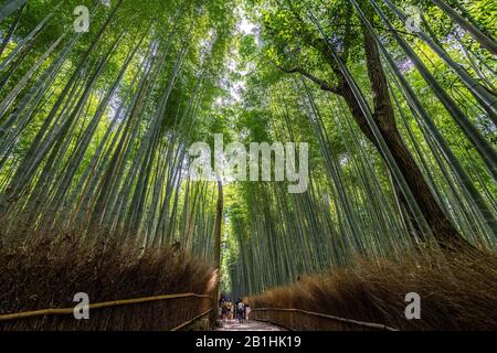 Kyoto, Japan, August 2019 - Weitwinkelansicht des schönen Wanderweges Arashiyama Bamboo Wald Stockfoto