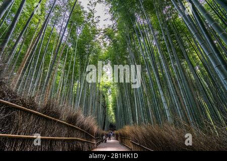 Weiter Blick auf den schönen Wanderweg des Bambuswaldes Arashiyama, Kyoto, Japan Stockfoto