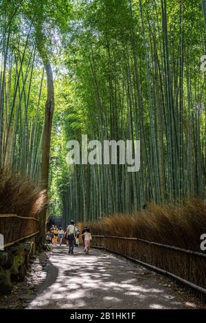 Arashiyama Bamboo Grove ist eine der fotografiertesten und bekanntesten Sehenswürdigkeiten von Kyoto, Kyoto, Japan Stockfoto