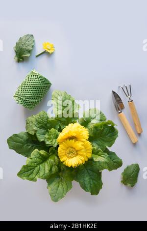 Gelbe Gerbera blüht in Topf- und Gartenwerkzeugen auf Pastellblau. Gartenkonzept. Gartenbau. Vertikales Format. Stockfoto