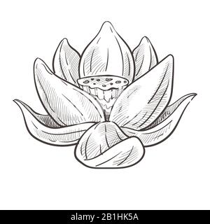 Wilde orientalische Blume, lotusknospe isolierte Skizze Stock Vektor