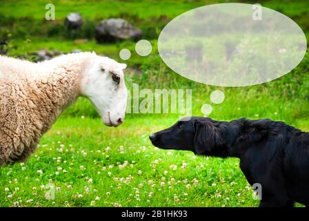 Hund Trifft Schaf, Copy Space For Advertisement Stockfoto