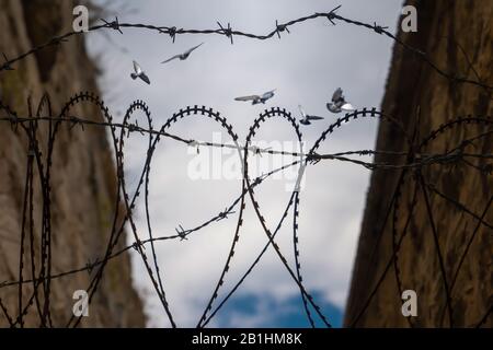 Stacheldraht-Herzform und verschwommene Tauben, die hinter Stacheldraht fliegen. Konzept der Hoffnung auf Freiheit. Stockfoto