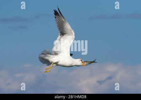 Ein kalifornischer Gull (Kalifornicus Larus) im Flug mit einem Fisch im Schnabel, entlang der Küste bei Nanaimo, BC, Kanada im April während der Heringslawnsaison Stockfoto