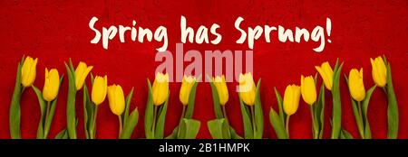 Baner Von Gelben Tulpenblumen, Roter Hintergrund, Text Frühling Ist Entstanden Stockfoto