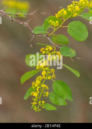 Christusdorn, Paliurus spina-christi in Blume, mit Stacheln. Griechenland. Stockfoto