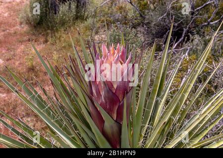 Nahaufnahme einer Mojave Yucca Blume, die zur Blüte bereit ist. Eine große violette Blume in der Mitte eines langen scharfen Blattes, Joshua Tree State Park, Kalifornien Stockfoto