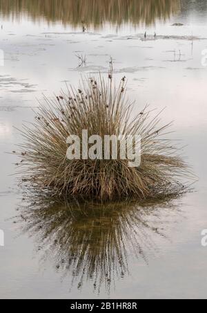Starker Andrang, Juncus acutus, in Blumen und Früchten, in Salzmarschen wachsend. Stockfoto