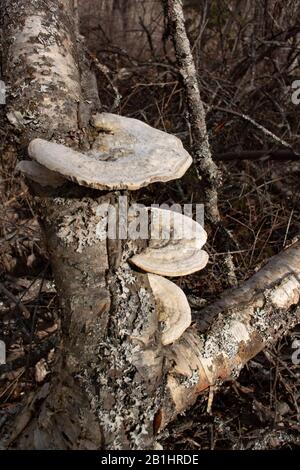 Ein haariger Halterungspilz (Trametes hirsuta), der an einem Winternachmittag auf einer roten Birke (Betula occidentalis) südlich von Troy, Montana, wächst. S Stockfoto