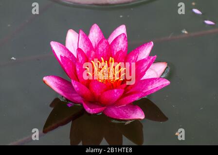 Blume des blauen lotos (Nymphaea nouchali). Stockfoto