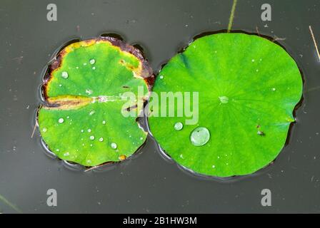 Lotusblätter (Nelumbo nucifera), mit Wassertropfen, in einem Teich. Stockfoto