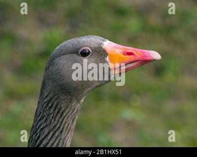 Greylag Goose Anser Anser Portrait Stockfoto