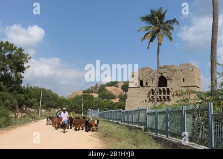 Dezember 2019, Hampi, Karnataka, Indien. Hirte mit Schaf auf staubiger Straße Stockfoto