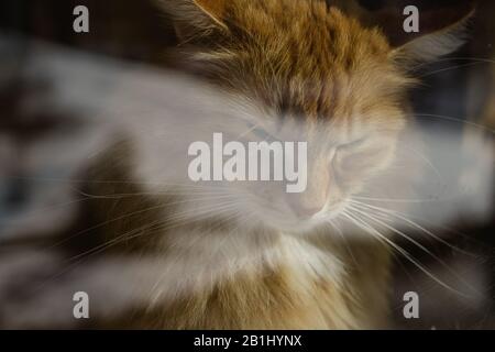 Langhaarkatze sitzt hinter dem Fenster im Flur Stockfoto