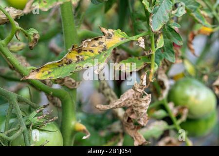 Tomatenblut auf Blattwerk. Pilzproblem Phytophthora infestans und ist Krankheit, die Spotting auf späten Tomatenblättern verursacht. Stockfoto