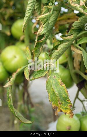 Tomatenpflanzen infizieren sich mit Dem Späten Bleich-Erreger Phytophthora infestans. Stockfoto