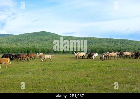 Pferde weiden auf Wiese, Pferdeherde grasen auf der Bergweide auf natürlichem Hintergrund. Stockfoto