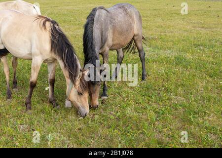 Zwei Pferde weiden auf dem Feld auf der Pferdefarm in ländlicher Landschaft. Stockfoto