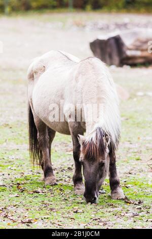 Ein Porträt von Pferd tarpan auf der Außenseite Stockfoto