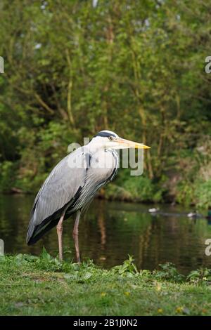 Grauer Reiher neben dem Canal Grande in der Nähe von Uxbridge, Großbritannien Stockfoto