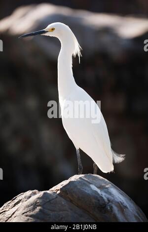 Großes weißes Egrett oder gewöhnliches Egrett, das auf einem Felsen steht Stockfoto