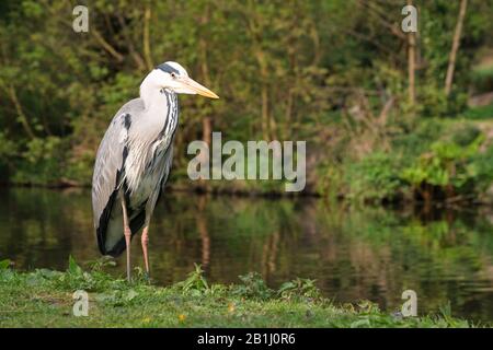 Grauer Reiher neben dem Canal Grande in der Nähe von Uxbridge, Großbritannien Stockfoto
