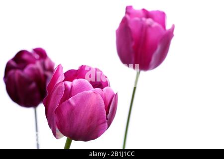 Seitenansicht der violetten Tulpen, lateinischer Name tulipa, isoliert vor weißem Hintergrund. Stockfoto