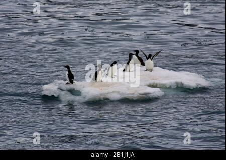 Polare Guillemots steckten in der Arktis auf dem Eis Stockfoto