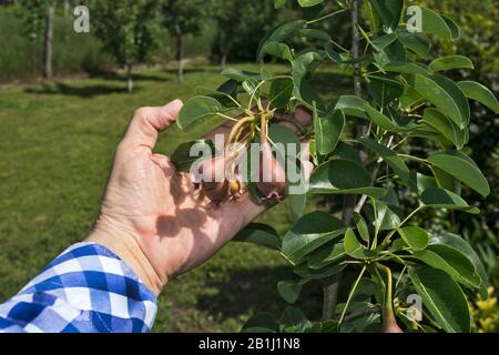 Der Obstbauer des Bauern kontrolliert das Wachstum und die Qualität der jungen William Birne. Stockfoto