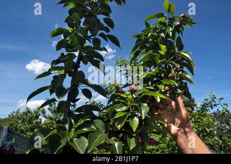 Der Obstbauer des Bauern kontrolliert das Wachstum und die Qualität der jungen William Birne. Stockfoto