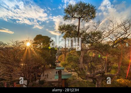 Ueno, japan - 02. januar 2020: Blick auf den Sonnenuntergang auf eine japanische Kieferngruppe mit einer Burlap-Bindung in einen Kreis, der den Mond im Kiyomizu Kannon ha beschwört Stockfoto