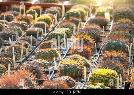 Kaktus in kleinen Töpfen auf einem Gärtnertablett im Garten oder in einem tropischen Gewächshaus, kleine dekorative Kakteenpflanzen, Garten angeordnet Stockfoto