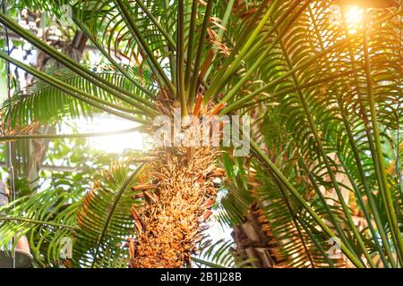 Tropische Palme mit Blättern, die durch das Sonnenlicht durch die Baumkrone brechen Stockfoto