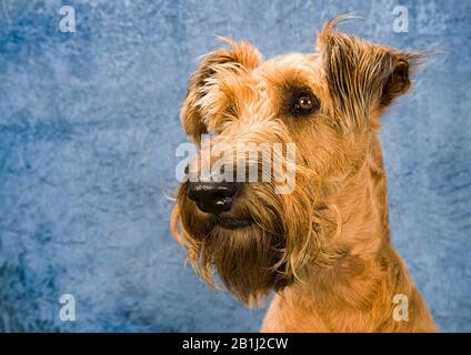 Süßes Hundeporträt Foto eines irischen Terrier Stockfoto