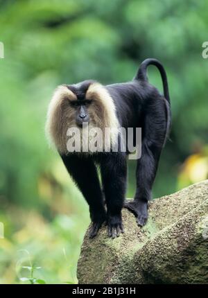 Wanderu (Bartaffe), Lion tailed Macaque, (Macaca silenus) Stockfoto