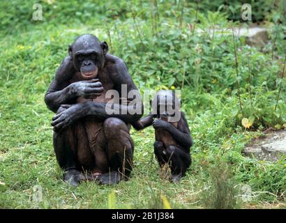 Schimpansenfamilie, (Pan Paniscus) Stockfoto