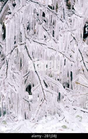 Vereister Baum im Winter, Detail, Aeste Stockfoto