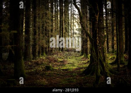 Reihen von Nadelholz Sitka Fichte Picea sitchensis Bäume in Davidstow Woods in Cornwall. Stockfoto