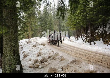 Zakopane, Polen, 31. Januar 2020. Pferdeschlitten fahren auf der Winterstraße vom Morskie Oko Lake in den Tatra Mountains. Kredit: Waldemar-Sikora Stockfoto