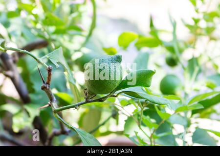 Nahaufnahme der wachsenden grünen unreifen Zitrone auf dem Baum im Garten. Stockfoto