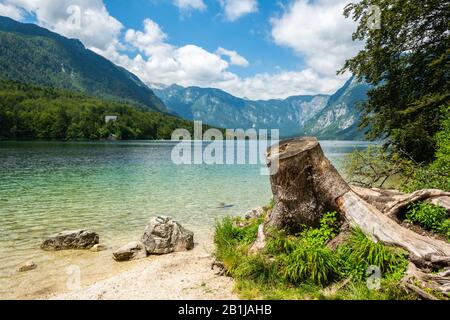 Blick auf den Bohinjer See in Slowenien, im Sommer, mit einem Stumpf im Vordergrund. Stockfoto